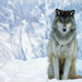 farkas wolf