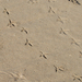 madár footmark-on-the-sand
