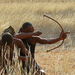 Busman vadász imádkozik az állat lelkéért amit kénytelen elejten