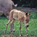 Equus asinus somalicus szamáröszvér