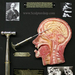 transorbital lobotomy walter freeman curio medical by sculptured