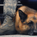 Military dog