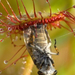 -sundew-drosera-rotundifolia-lives-on-swamps-and-it-fishes-insec