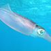 Caribbean reef squid Lolliguncula brevis