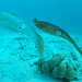 Zátony tintahal , Two Caribbean Reef Squid, Bonaire, Dutch Antil