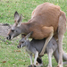 kavorting-kangaroos