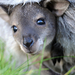 bébi kengurú baby kangaroo