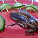insect food ehető rovarok FAO gasztronómia