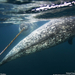 narwhal-wallpaper-3