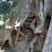 bricks-in-tree-trunk-phimeanakas-angkor-thom-angkor-archaeologic