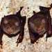 Commerson's leaf-nosed bats hipposideros commersoni