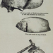 1 Millió év Buenos Aires skull