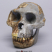 Ardi 4.4 M.év -Ardipithecus ramidus- majomember