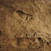 Laetoli footprints replica (2)