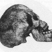 Olduvai koponya 1,2M év