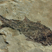 Paleozoic-wallpaper