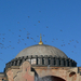 Hagia Sophia Storks