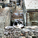 Macskák Rómában