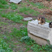 Macskák Rómában
