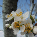 szilvafa virág