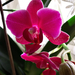orchideák 016-crop2