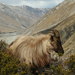 Tahr