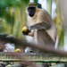 Green Monkey at The Legend Condos - Barbados 2014