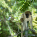 Green monkey - Barbados 2014