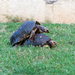 Turtles in the garden - Barbados 2014