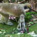 Green Monkey Family @ Grenade Hall Forest - Barbados 2014