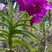 Orchid World - Barbados