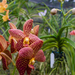 Orchid World - Barbados