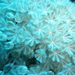 P1030909 korallcsápok