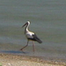 Duna parton egy gólya