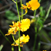 oncidium