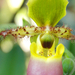 paphiopedilum03