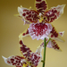 Cambria orchid