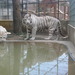 Fehér tigris2