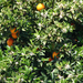 Chamusca, Virágzó narancsfa(1)