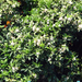 Chamusca, Virágzó narancsfa