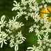 Orlay-murok (Orlaya grandiflora)