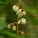Kereklevelű körtike (Pyrola rotundifolia)