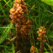 Acsalapu szádorgó (Orobance sp.)