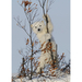 polar-bear-cub 1811608i