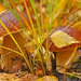 mushrooms-8606-400x250