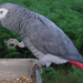 african-grey-parrot-800px-ave 070910 008