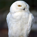 snowy-owl