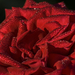 Csillogó rózsa