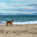 Kutya a parton
