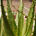 kaktusz-9